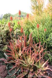 Image result for Aloe cameronii