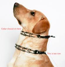 Leerburg Dog Training How To Fit A Prong Collar