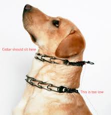 leerburg dog training how to fit a prong collar