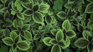 So, an easier way to do the above is just: Free Photo Green Leaves Texture