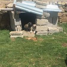 Ayaz Bey Altinkangal Ciftligi Altin Kangal Ciftligi Official Instagram Fotograflari Ve Videolari Kopek Instagram Fotograf