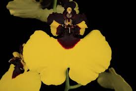 Image result for Ozoroa gomesiana