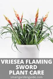 How To Care For A Vriesea Plant Complete Guide To The Flaming Sword Bromeliad Plant A Wonderful Display Of Color For Yo Plants Flaming Sword House Plant Care
