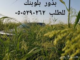 للبيع بذور بلوبانك صافيه جدا وثقيله