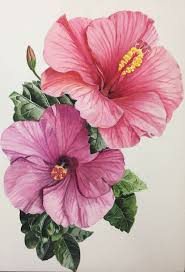 Hibiscus Blumen Malen Blumen Zeichnen Hibiskus Zeichnung
