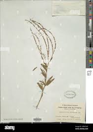 Image result for Heliotropium zeylanicum