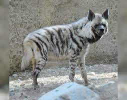 Plains, mountain, and grevy's zebras. How Did Animals Get Their Spots And Stripes Math Has An Answer