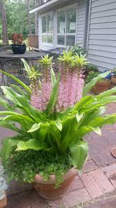 Image result for Eucomis