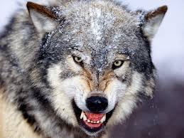 Download and view wolf wallpapers for your desktop or mobile background in hd resolution. Wolves Wallpapers Wallpaper Cave