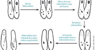 We did not find results for: Ciliata Filum Ciliophora Pengertian Ciri Ciri Struktur Sel Reproduksi Contoh
