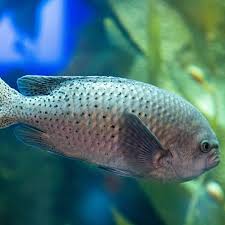 Image result for Pycreus smithianus