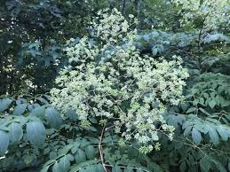 Image result for Tectaria angelicifolia