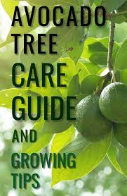 Avocado Growing Tips Grow Avocado Avocado Tree Care Avocado Tree