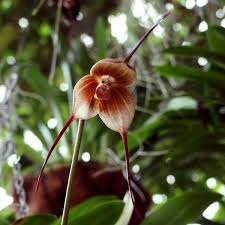 Monkey Orchid (Dracula simia ...