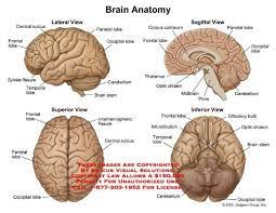 Brain Anatomy Brain Anatomy Brain Diagram Human Brain Anatomy