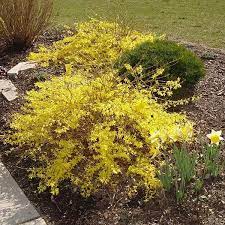 Gold tide® forsythia is a low, spreading shrub. Gold Tide Forsythia Nature Hills Nursery