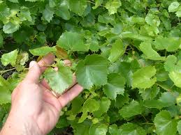 Image result for Vincetoxicum monticola