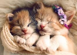 Trefl Uyuyan Kedi Yavrulari 500 Parca Puzzle Trefl Trf37271