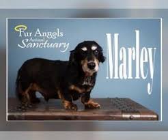 Dachshund puppies for sale in illinois select a breed. Puppyfinder Com Dachshund Puppies Puppies For Sale And Dachshund Dogs For Adoption Near Me In 60502 Aurora Illinois Usa Page 1 Displays 10