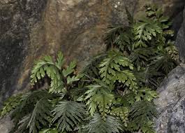 Image result for Asplenium aethiopicum