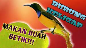Burung kelicap mayang kelapaialah salah satu daripada haiwan yang boleh di dapati di malaysia. Burung Kelicap Hinggap Pokok Betik 4 Fakta Burung Ini Yang Korang Tak Tahu Hummingbird Facts Youtube