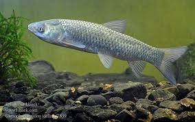 Amur (sh) specie di pesce (it); Grass Carp Ctenopharyngodon Idella