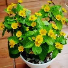 Rahasia cara menanam bunga kolget.ya! Beli Tanaman Hias Bunga Matahari Mini Bunga Matahari Mini Seetracker Indonesia