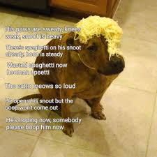Spaghetti Boop A Doggo Poem Or Is It A Doggo Rap Dog Memes Funny Dog Faces Funny Cat Gifts
