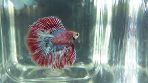 Originating from thailand, plakat betta fish is identic with the combating betta and closely related to wild betta. 1st Place Aoc Doubletail Halfmoon Male Betta Premier League Final Leg Nov 2014 Youtube