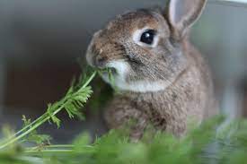 Wash blackberry bushes thoroughly before. What To Feed Your Pet Rabbit Rabbit Diet