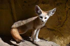 Explore awf's list of wild animals for african wildlife facts. African Animals List With Pictures Facts Information Worksheet