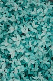 Found On Bing From Www Pinterest Com Flower Wallpaper Pattern Wallpaper Iphone Wallpaper Choose from hundreds of free flower wallpapers. pinterest