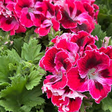 Image result for Geranium vagans