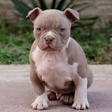 On this page you can view all the pitbull puppies, both those available and some of the already adopted of the related breeding in progress. Free Pitbull Puppies Toronto