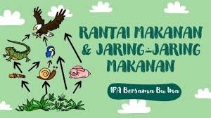 Kemudian rumput tersebut dimakan oleh kambing yang menjadi konsumen. Rantai Makanan Jaring Jaring Makanan Youtube