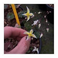 I fiori bianchi amano generalmente gli ambienti freschi e le zone in ombra. Epimedium Mandarin Star I Giardini Dell Indaco