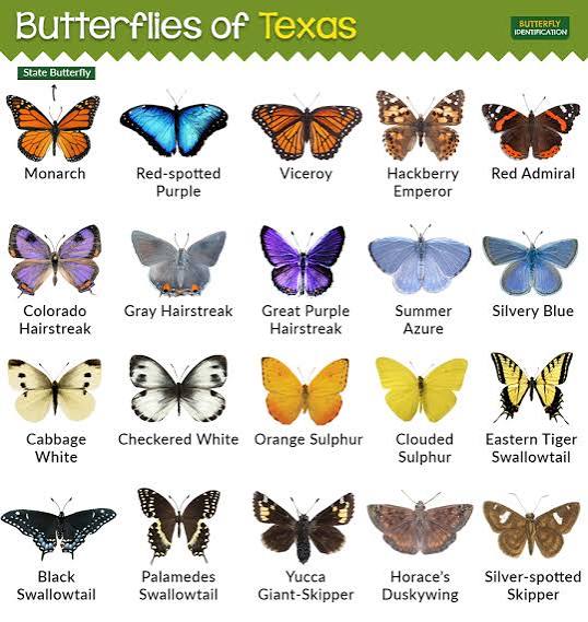 Texas Insects Educational Poster