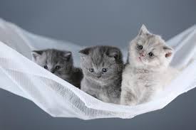 We did not find results for: British Shorthair Blue And Lilac Kittens In A Swing Stock Photo Image Of Meow Baskets 119590982