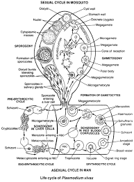 They are obligate parasites of insects (such as mosquitoes) and vertebrates and thus referred to as digenetic parasites. Life Cycle Of Plasmodium Vivax Malarial Parasite Grade 11 Science Notes Tyrocity