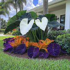 Image result for Gymnosporia arenicola