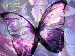 Tikiva Luvi Hermosa Mariposa En Lengua Tu Un Savi O Mixteco Erick De Jesus Youtube