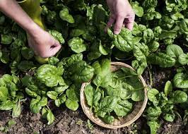 Spinach should be kept in a plastic bag in the refrigerator after harvest. Spinach Planting Growing And Harvesting Spinach Plants The Old Farmer S Almanac
