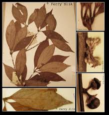 Image result for Actinodaphne