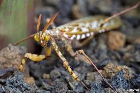 We personally breed and raise all our praying mantises. Devil S Flower Mantis L Remarkable Our Breathing Planet
