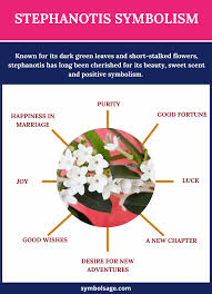 Maybe you would like to learn more about one of these? Stephanotis Symbolism And Meaning Symbol Sage