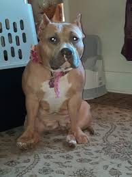 Profile for Americas Babysitter Pitbull & Bullies