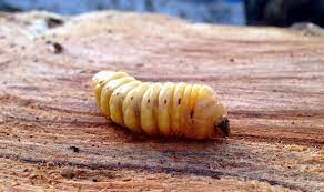 How to kill maggots naturally. How To Stop Maggots In Your Wheelie Bin Express Co Uk