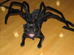 20 Poor Pugs In Movie Costumes Pugs In Costume Dog Spider Costume Pugs Dressed Up