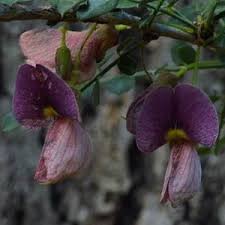 Image result for Dolichos kilimandscharicus