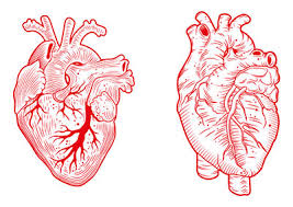 Find patient medical information for sotalol oral on webmd including its uses, side effects and safety, interactions, pictures, warnings and user ratings. Sotalol Wirkung Anwendung Risiken Medlexi De
